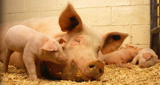 Pigs from pixabay.com